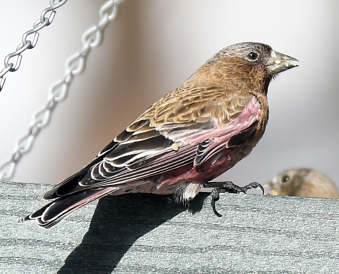 Brown-capped Rosy-Finch - ML615883918