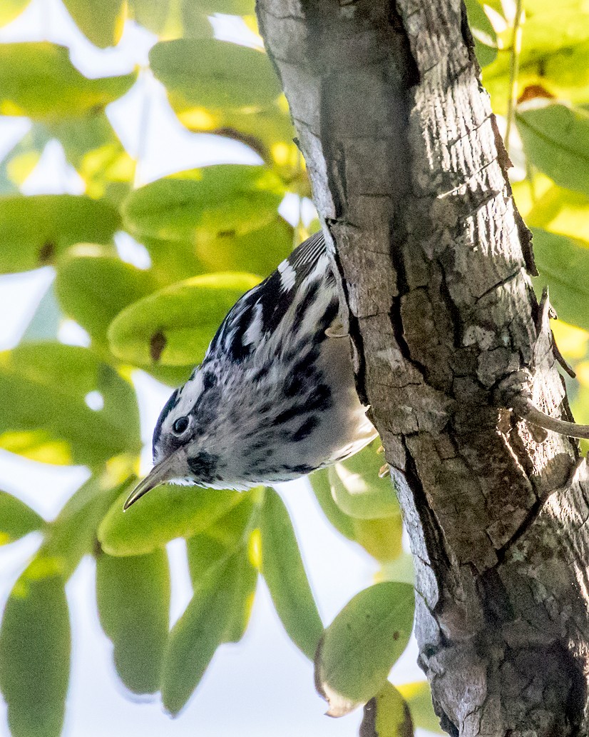 Black-and-white Warbler - ML615883930