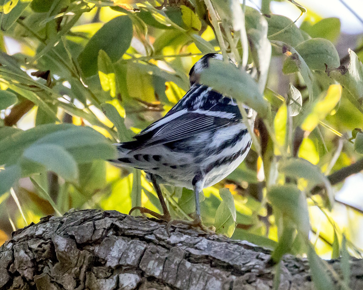 Black-and-white Warbler - ML615883931