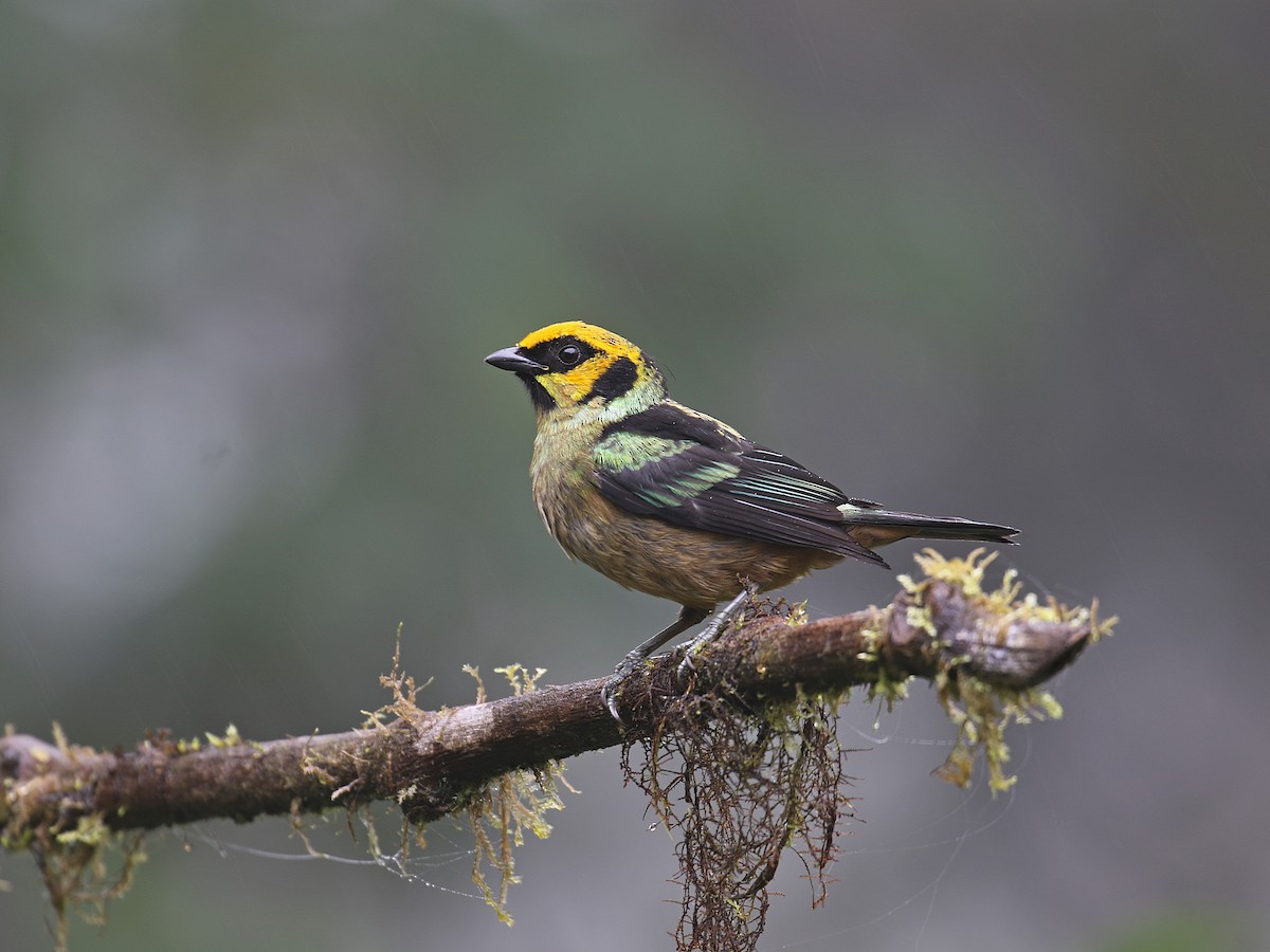 Flame-faced Tanager - ML615883936