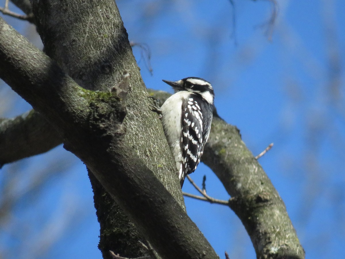 Downy Woodpecker (Eastern) - ML615884088