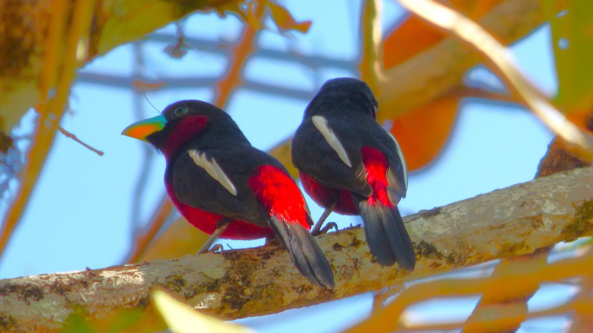 Black-and-red Broadbill (Black-and-red) - ML615884090