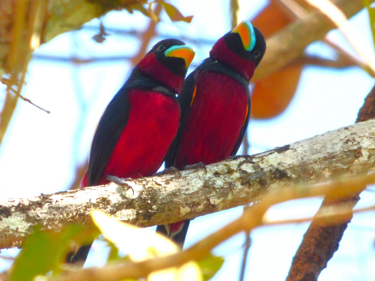 Black-and-red Broadbill (Black-and-red) - ML615884091