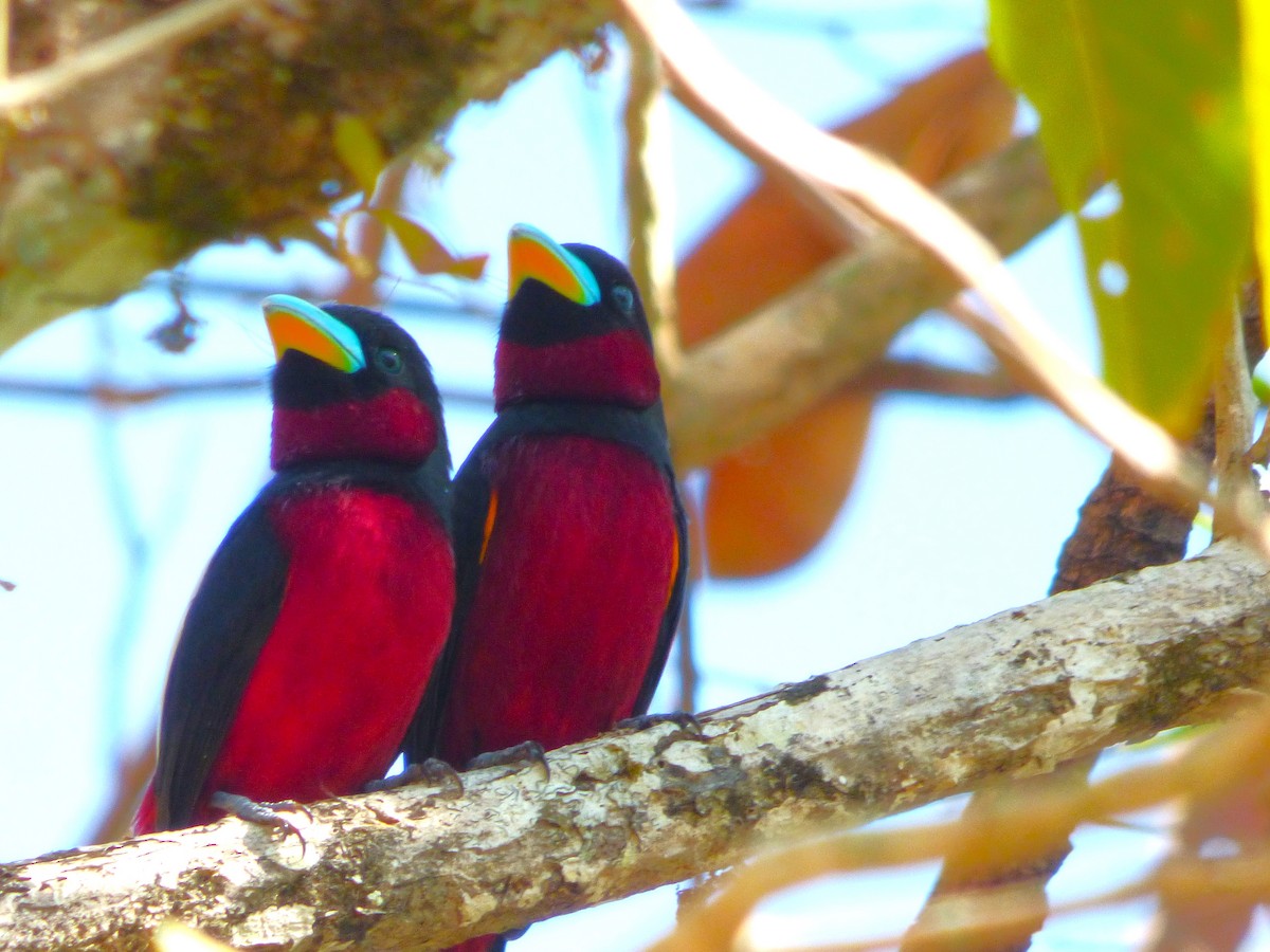 Black-and-red Broadbill (Black-and-red) - ML615884092