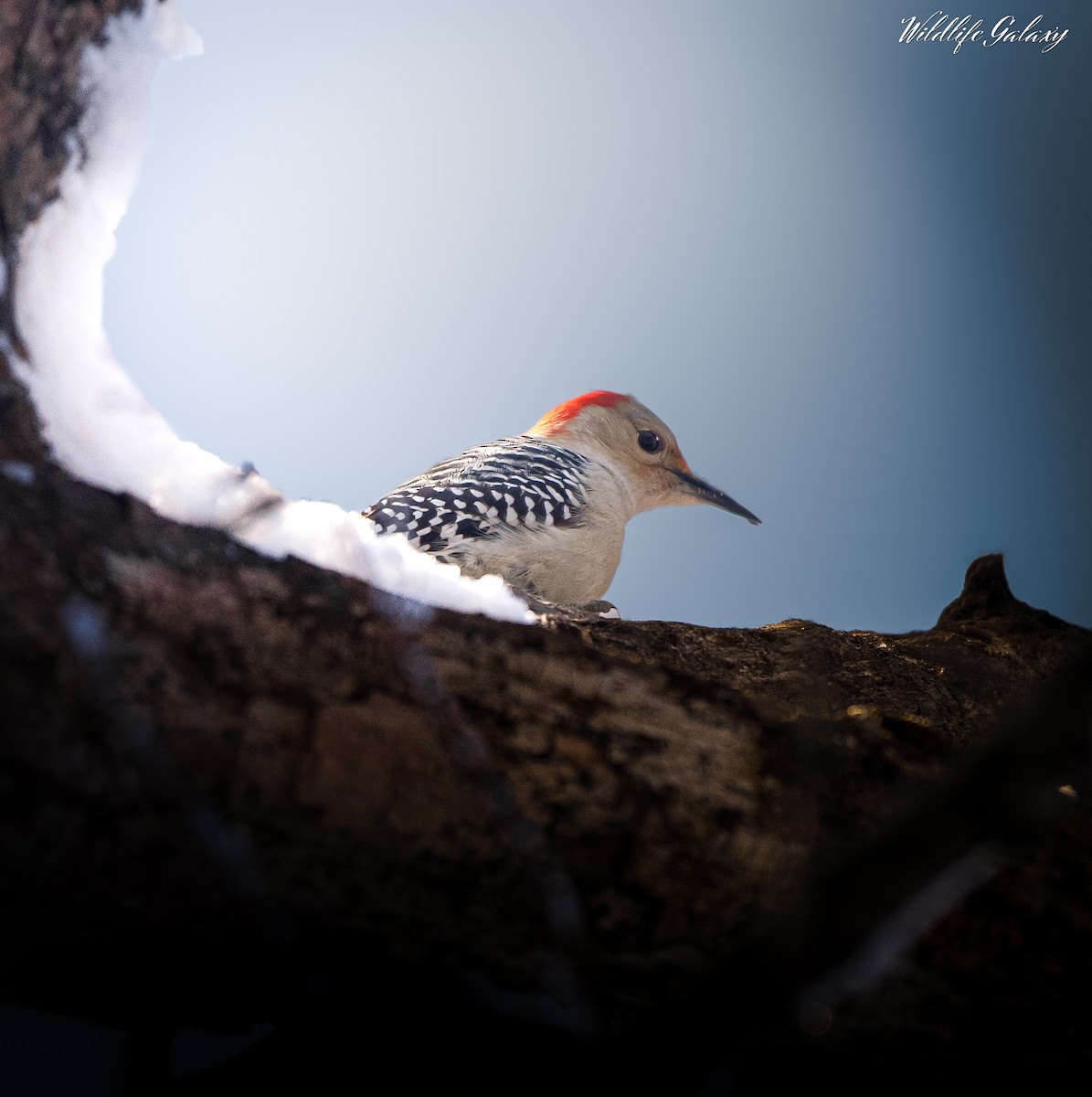 Red-bellied Woodpecker - ML615884129