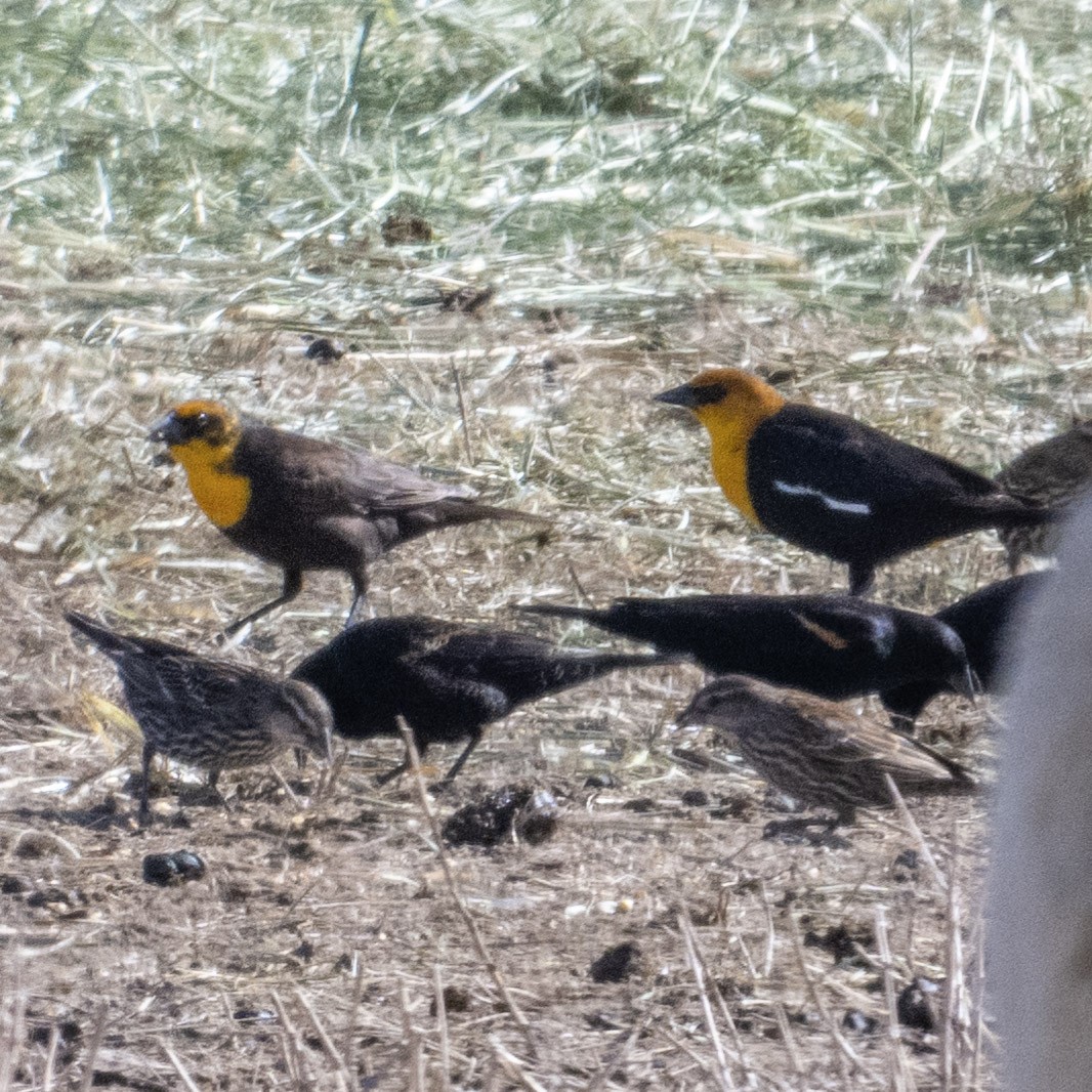 Yellow-headed Blackbird - ML615884149