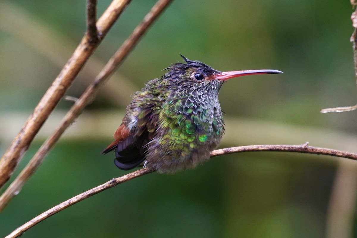 Rufous-tailed Hummingbird (Rufous-tailed) - ML615884174