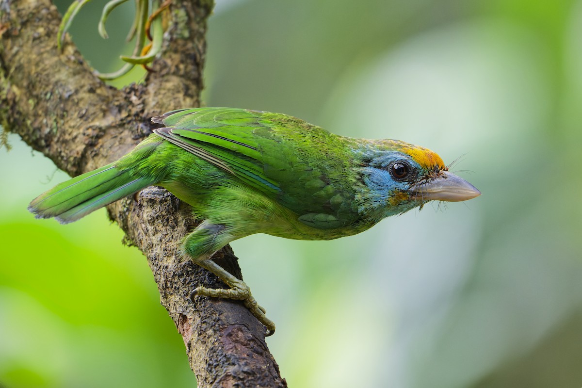 Yellow-fronted Barbet - ML615884239