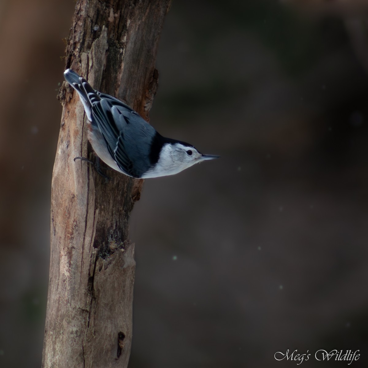 White-breasted Nuthatch - ML615884312