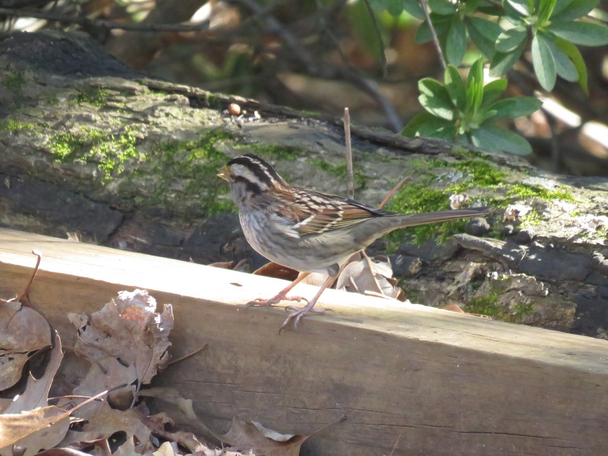 White-throated Sparrow - ML615884366