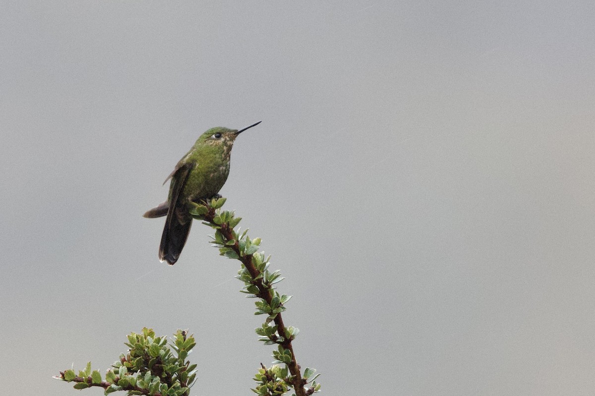 kolibřík Williamův (ssp. primolina) - ML615884418
