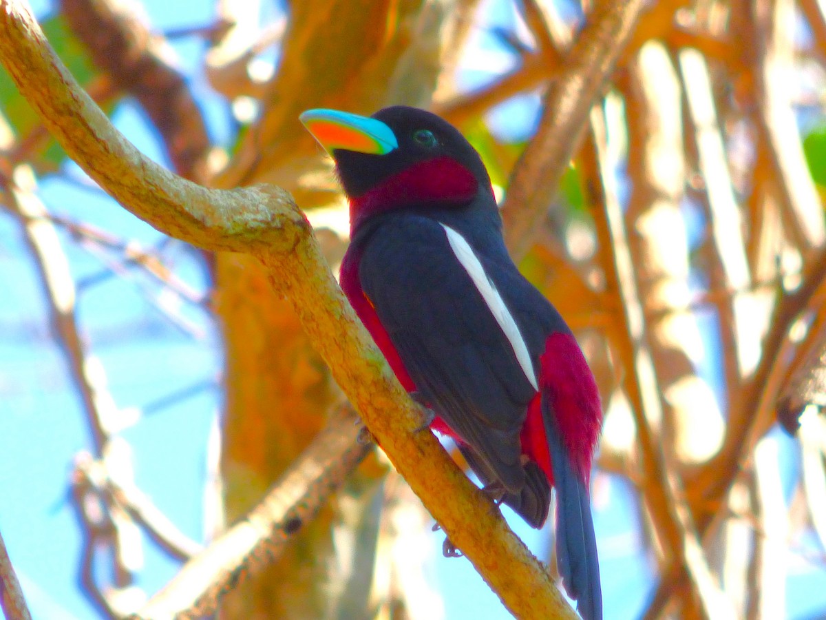 Black-and-red Broadbill (Black-and-red) - ML615884468