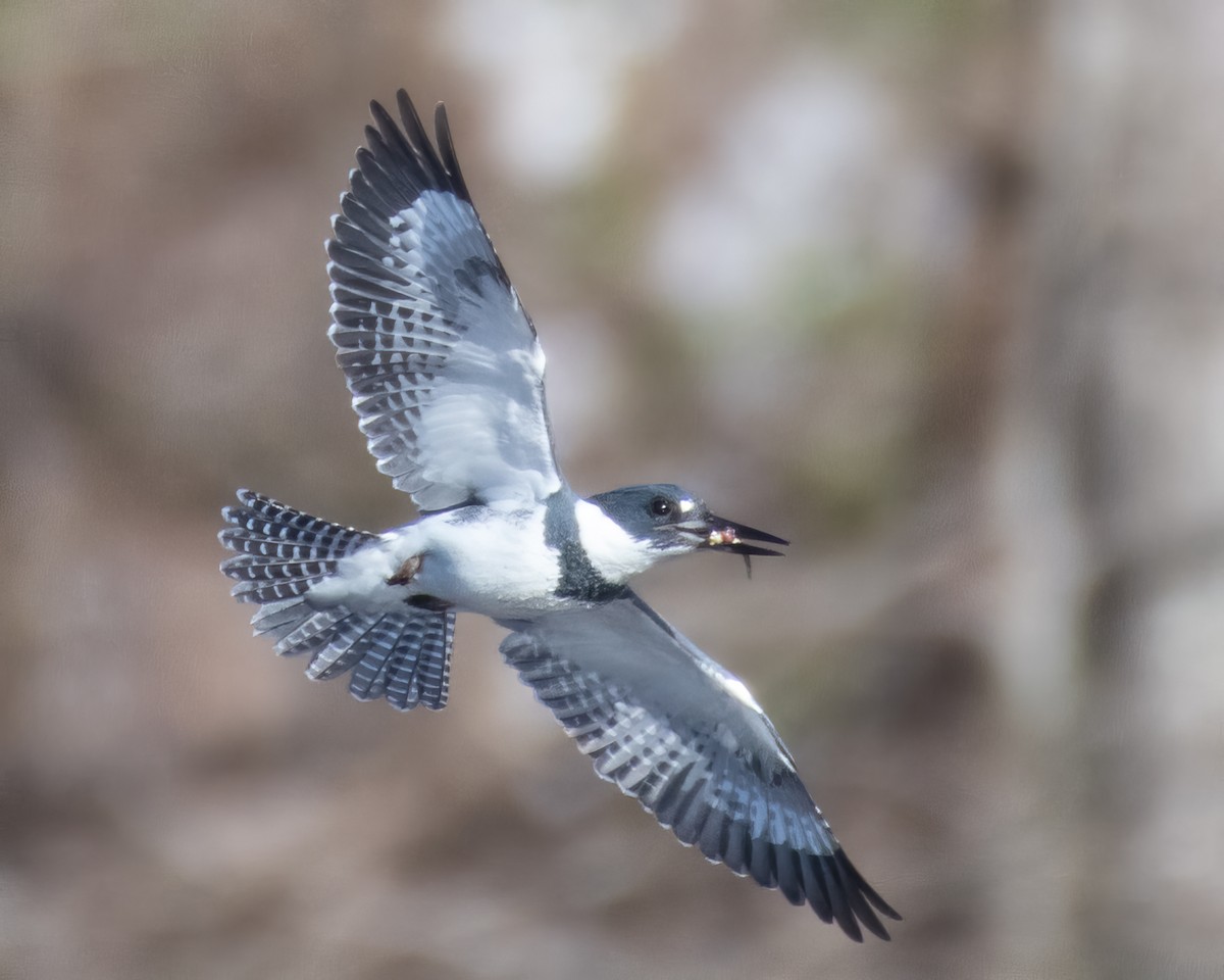 Belted Kingfisher - ML615884502