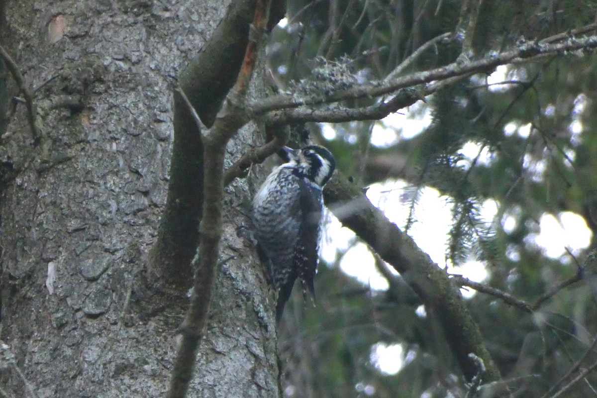 Eurasian Three-toed Woodpecker - ML615884620