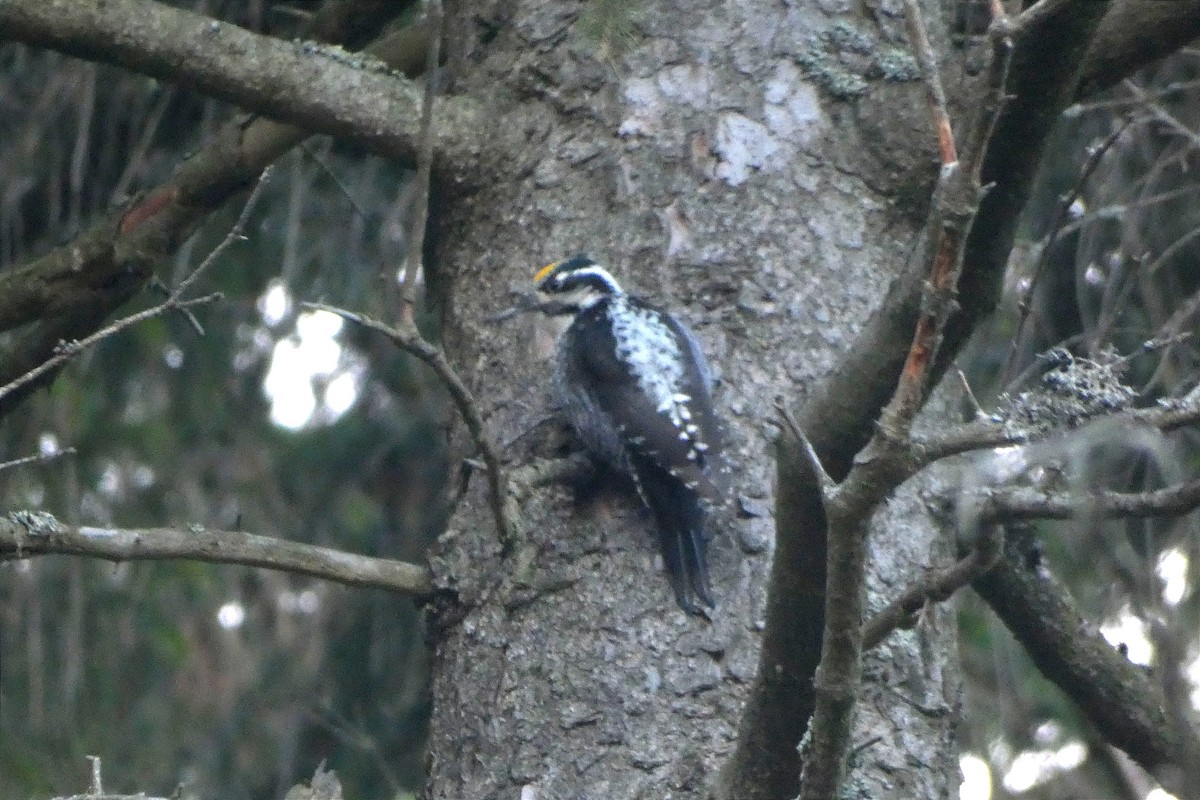 Eurasian Three-toed Woodpecker - ML615884623