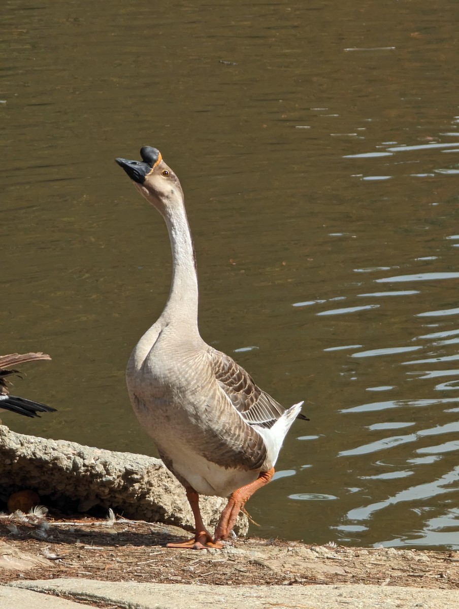 Swan Goose (Domestic type) - ML615884626