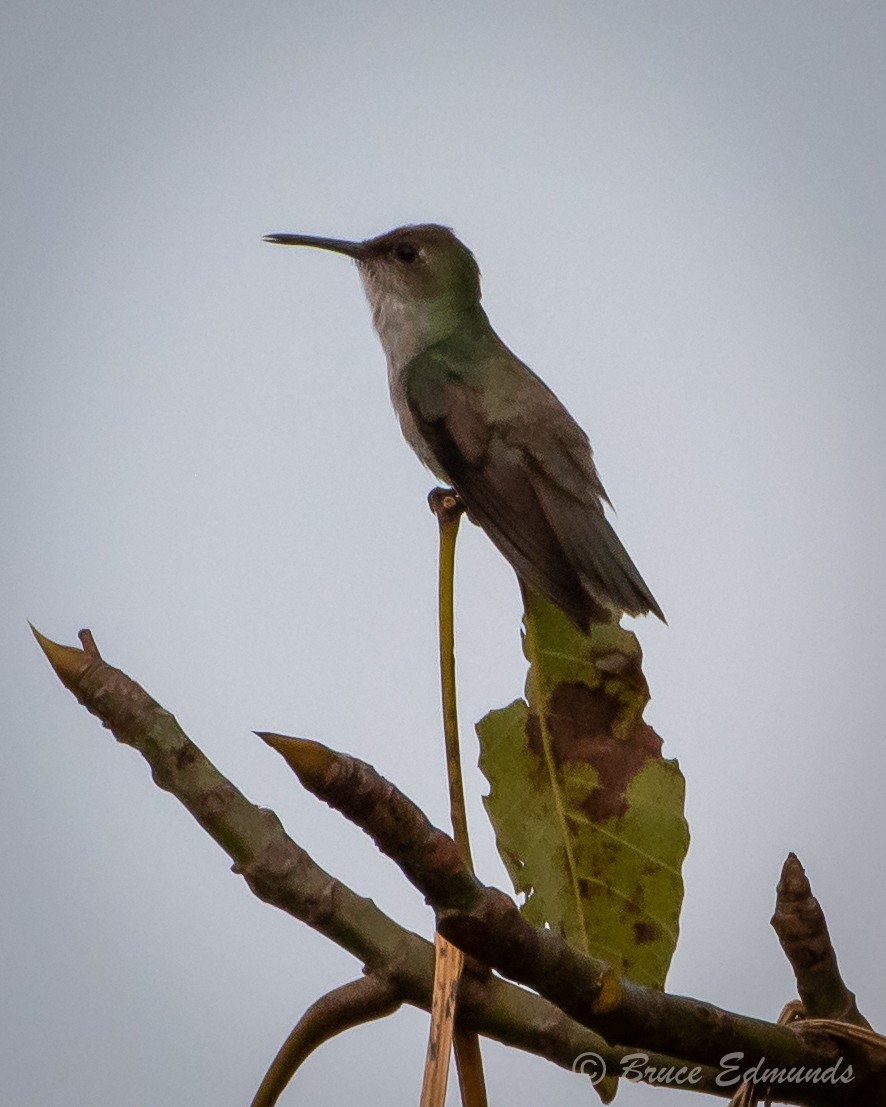 Olive-spotted Hummingbird - ML615884757