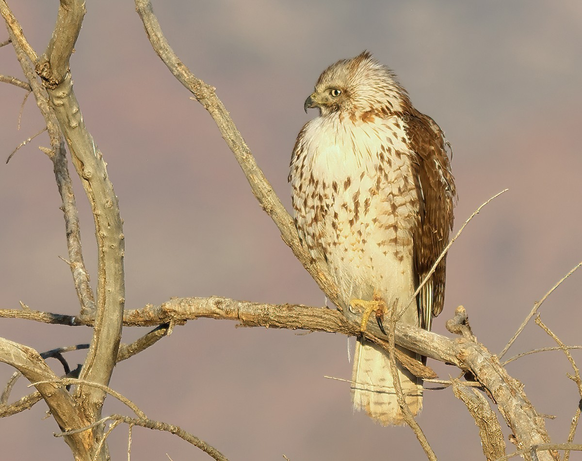 Red-tailed Hawk - ML615884835