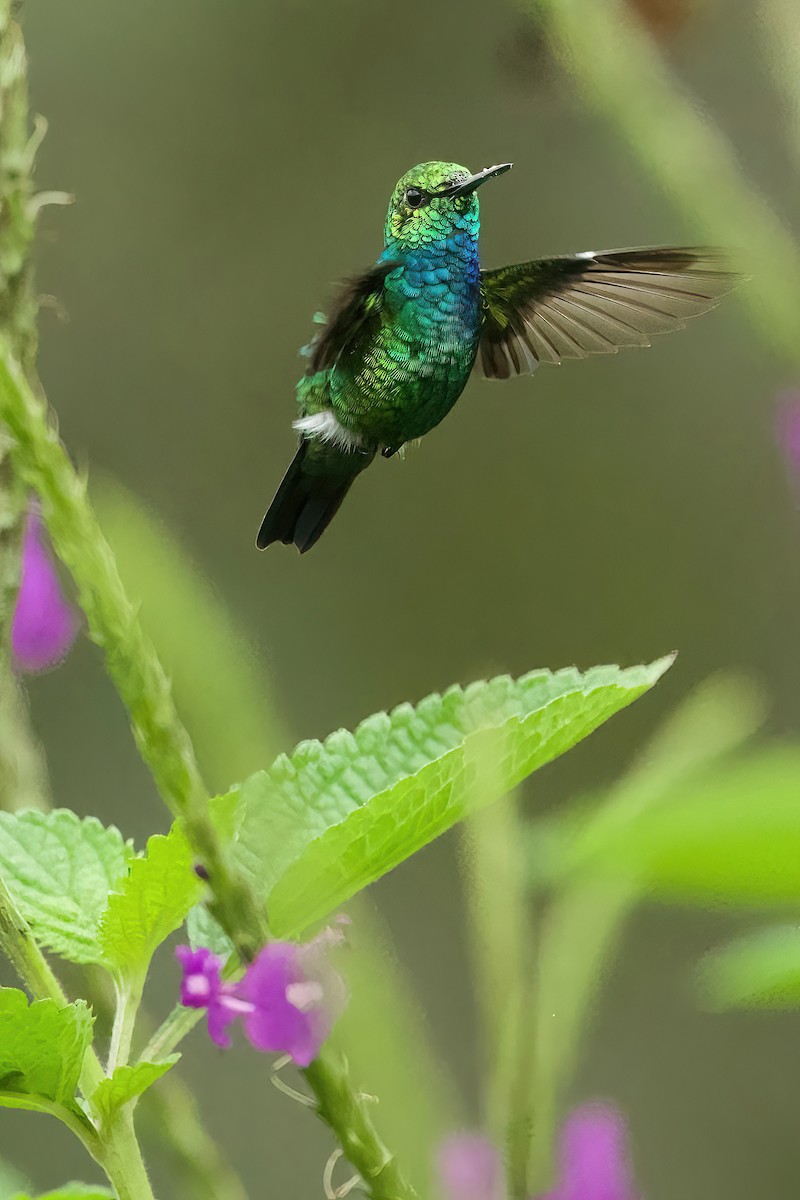 Blue-tailed Emerald - ML615884857