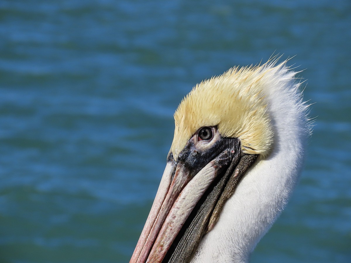 pelikán hnědý - ML615884947