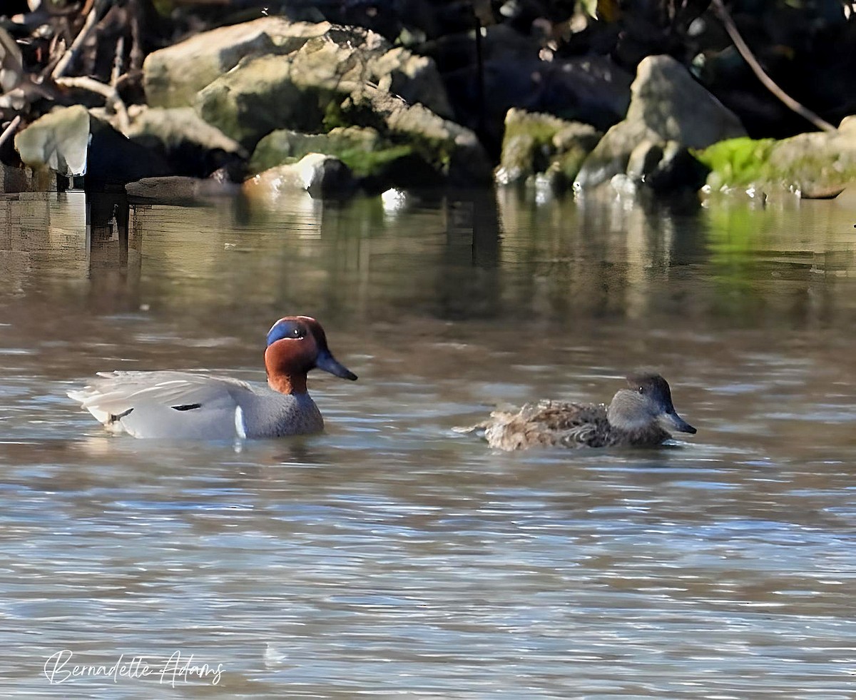Green-winged Teal - ML615885141