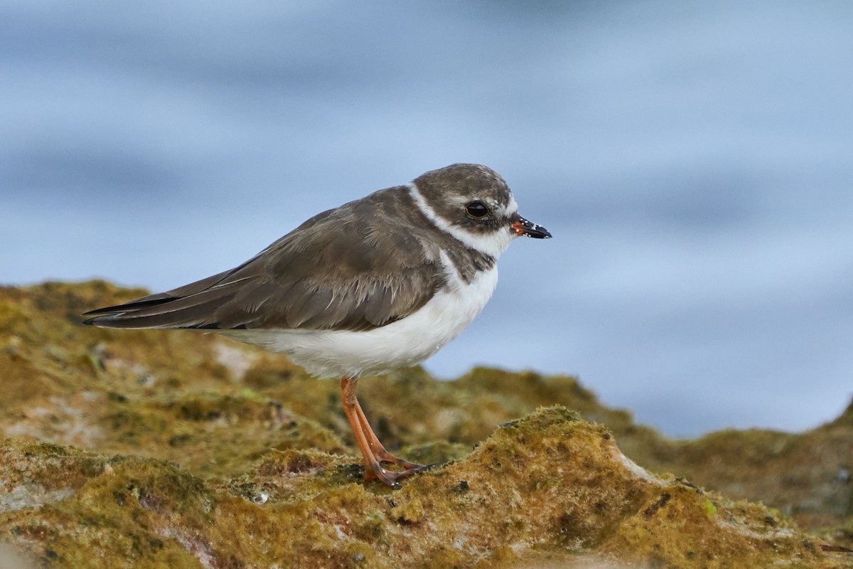 Semipalmated Plover - ML615885390