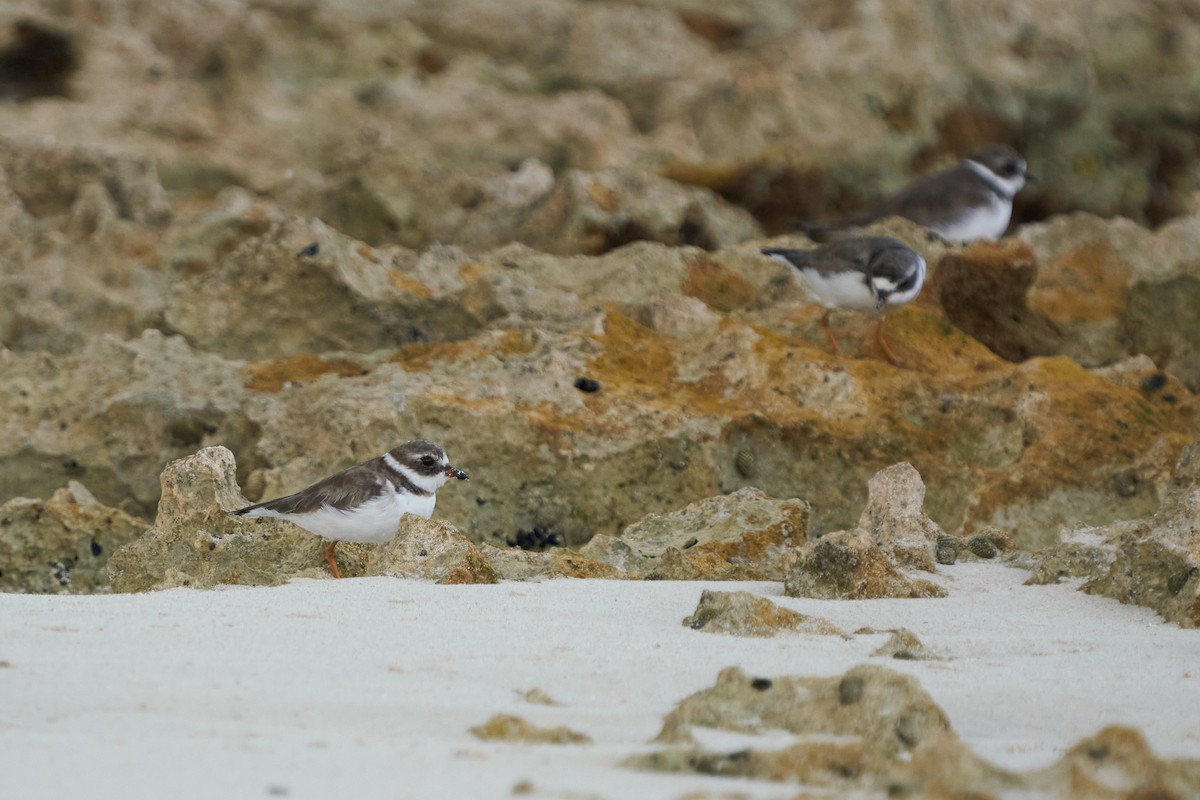 Semipalmated Plover - ML615885391