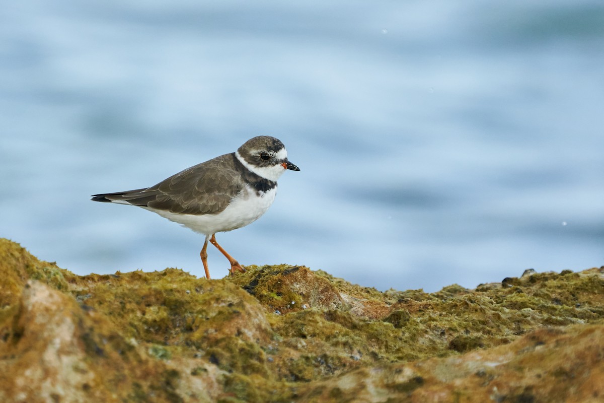 Semipalmated Plover - ML615885393