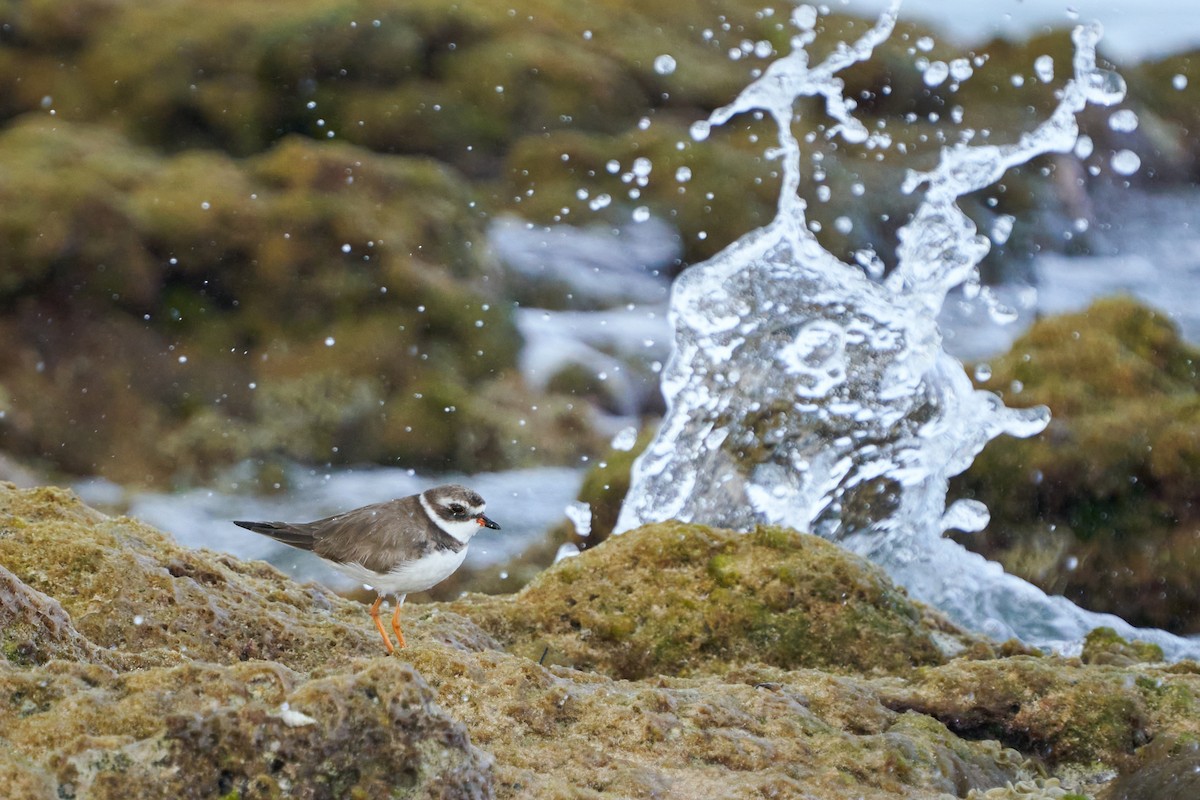 Semipalmated Plover - ML615885394
