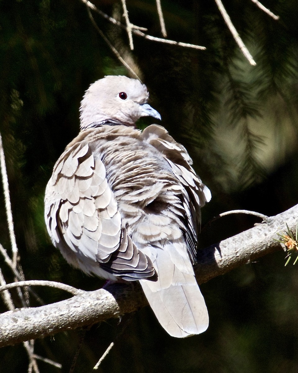 Eurasian Collared-Dove - ML615885497