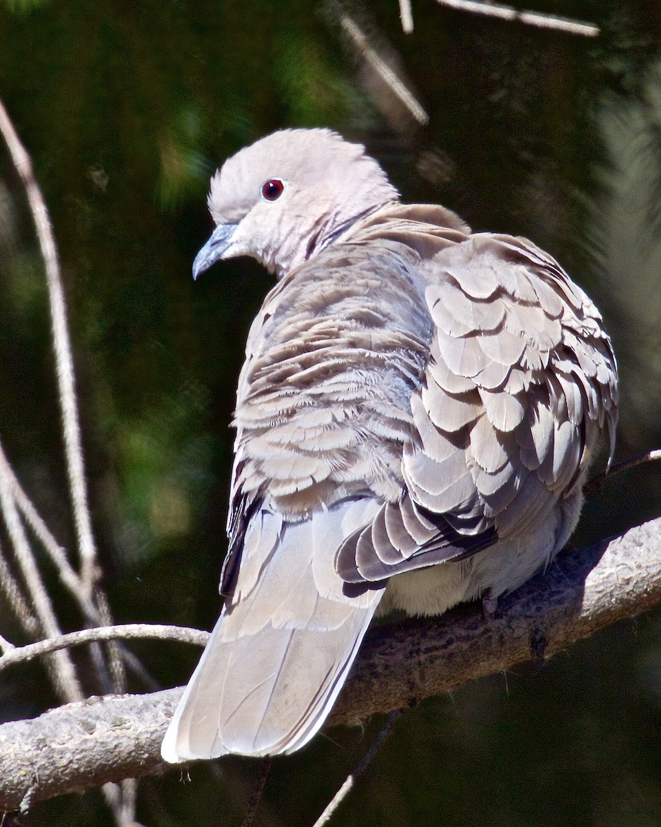Eurasian Collared-Dove - ML615885499