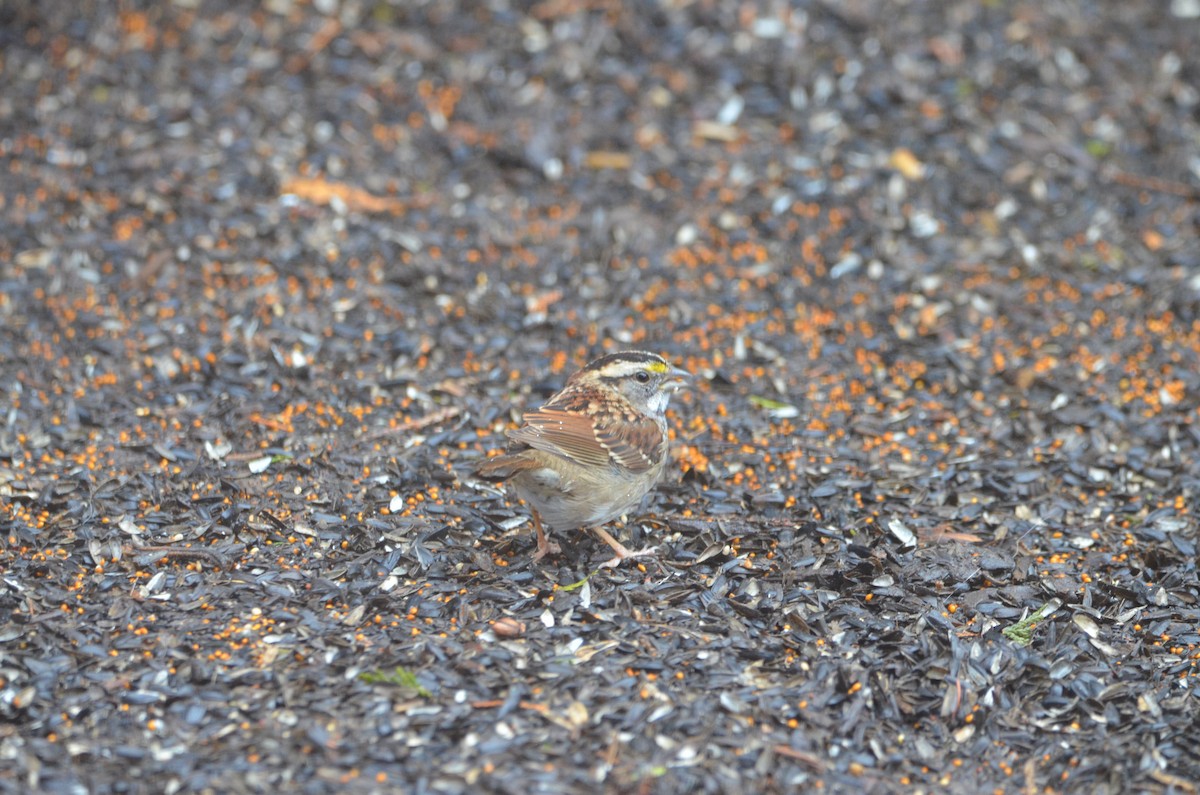 White-throated Sparrow - ML615885500