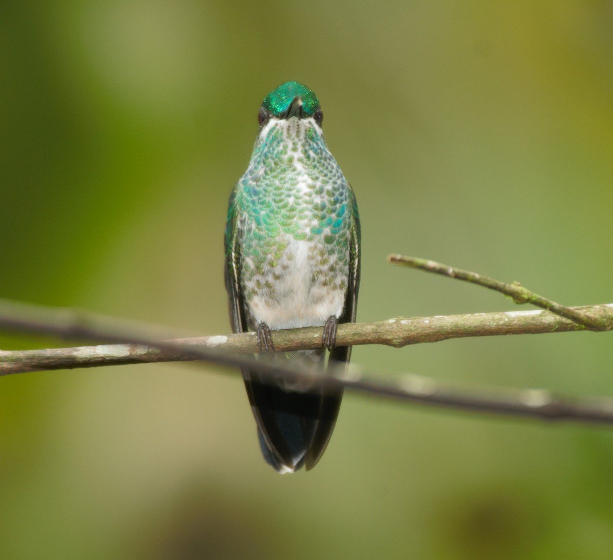 Green-crowned Brilliant - ML615885762