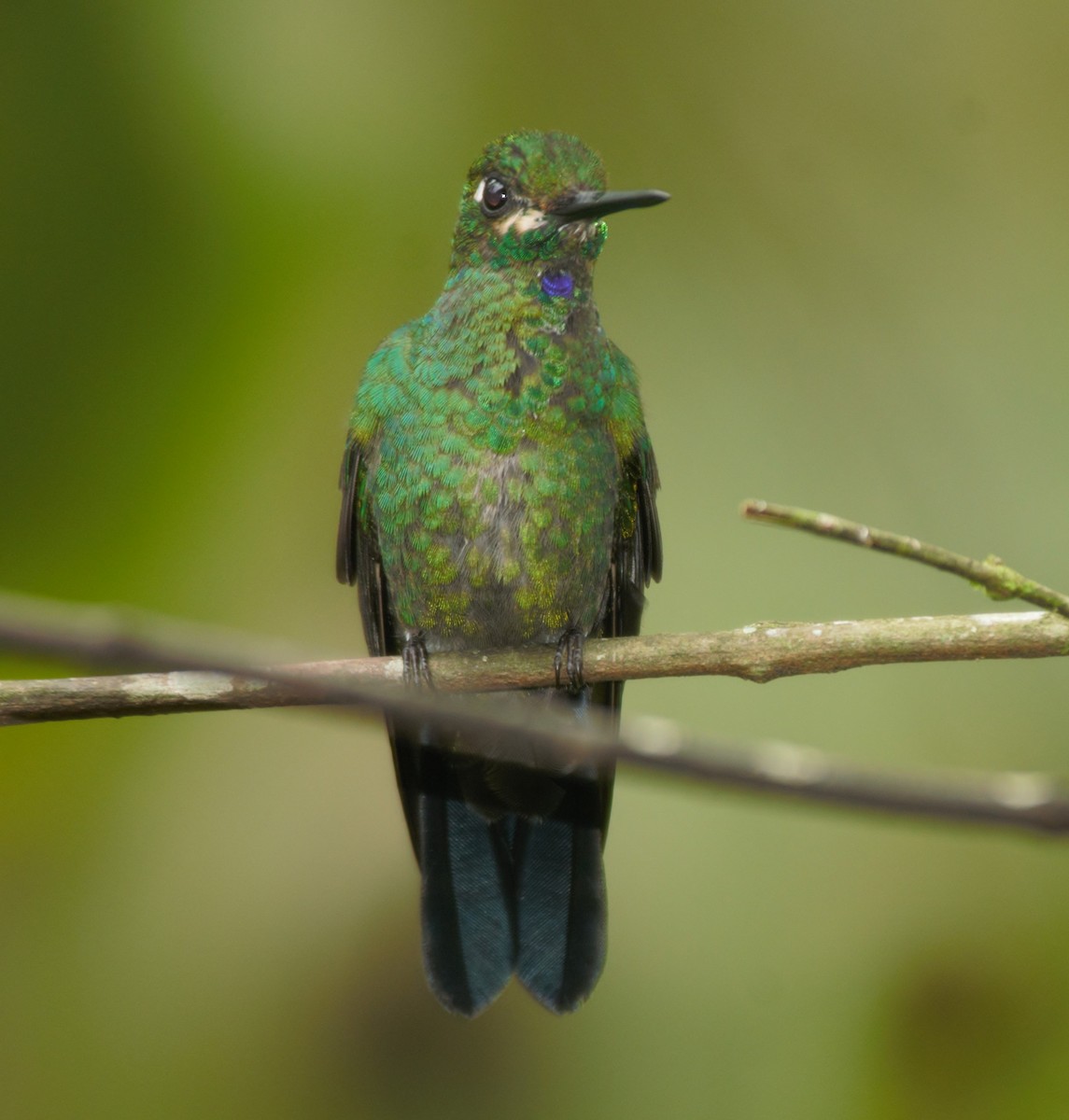Green-crowned Brilliant - ML615885764