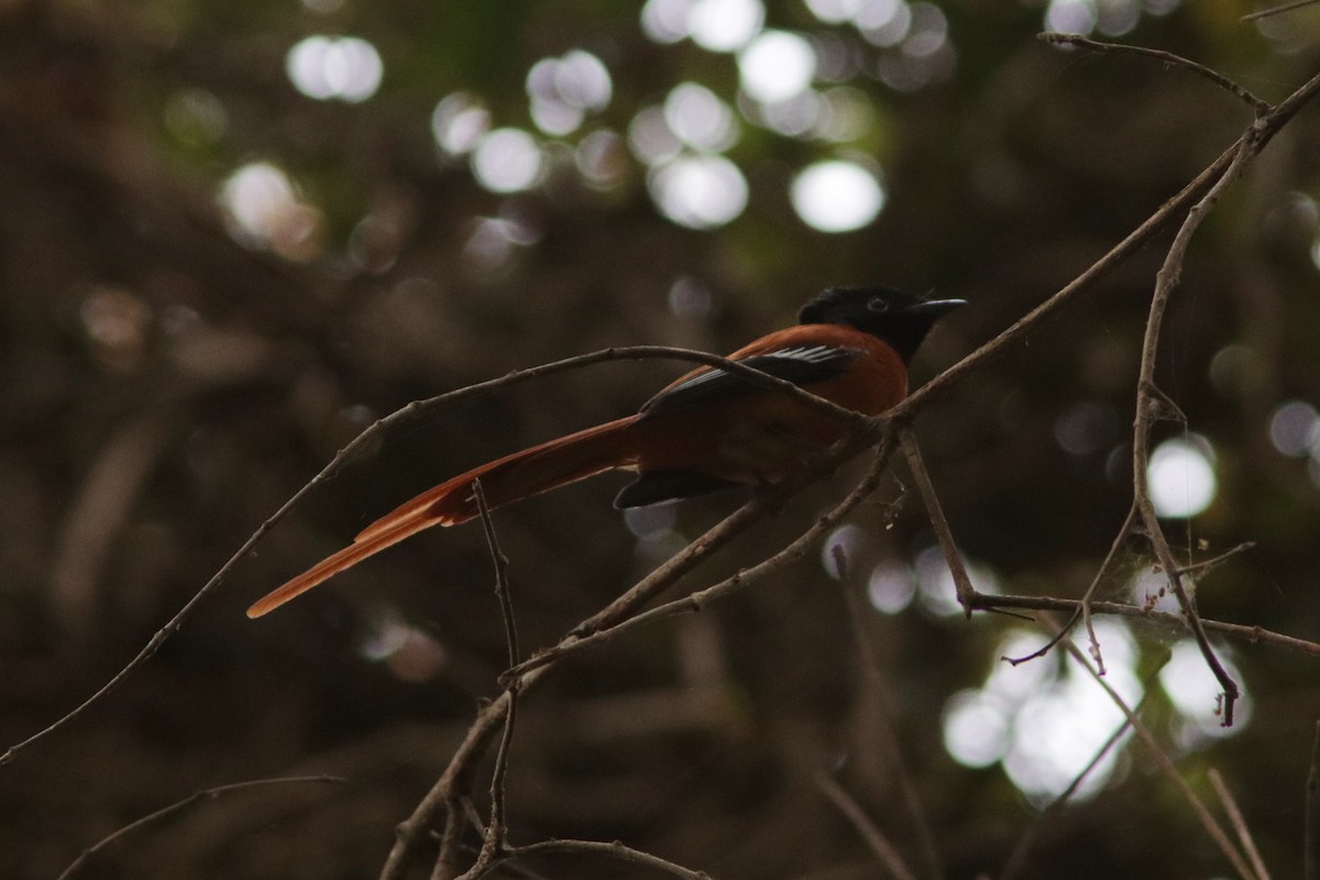 Black-headed Paradise-Flycatcher (Red-bellied) - ML615885785