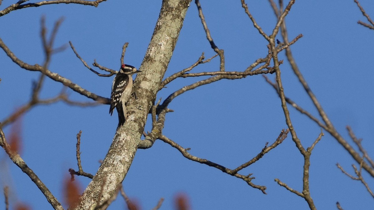 Downy Woodpecker (Eastern) - Sunil Thirkannad