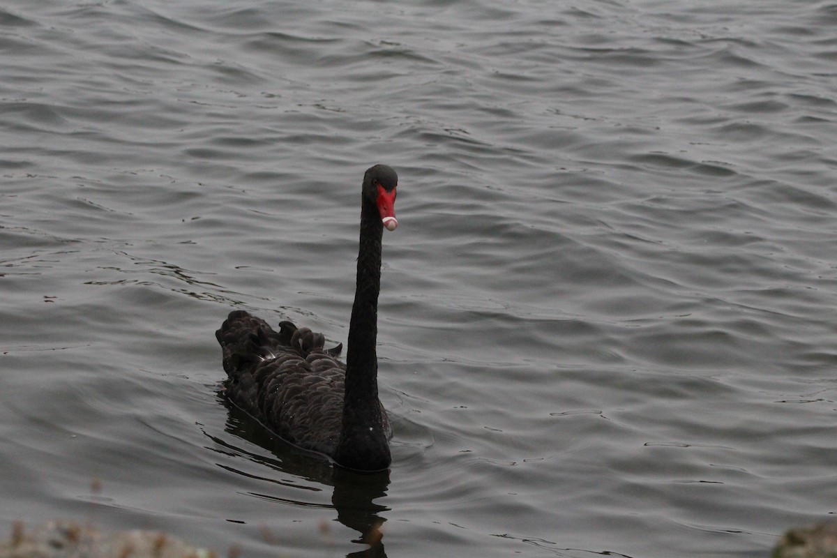 Black Swan - ML615886170