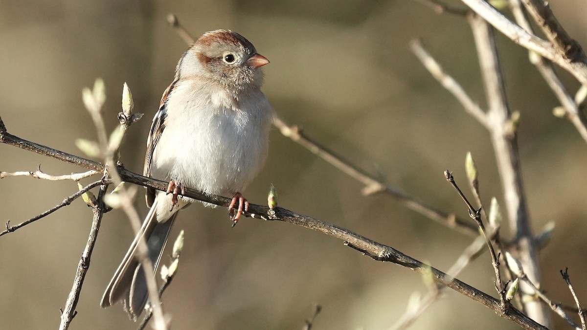 Field Sparrow - ML615886203