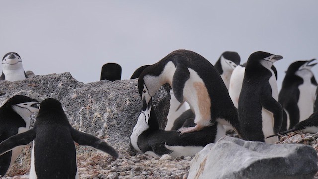 Антарктический пингвин - ML615886223