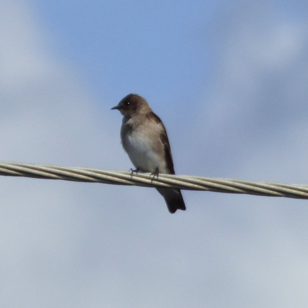 Northern Rough-winged Swallow - ML615886231