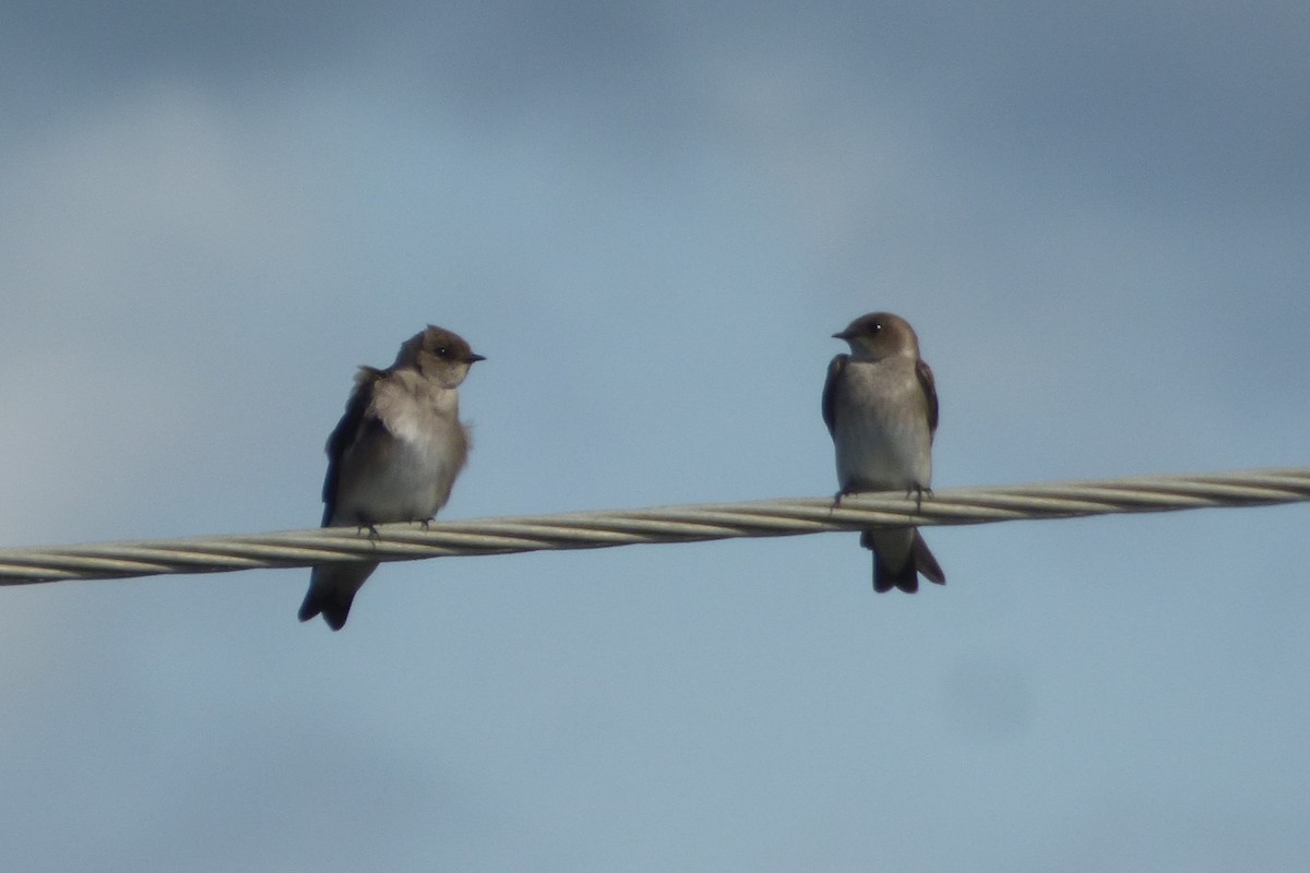 Northern Rough-winged Swallow - ML615886232