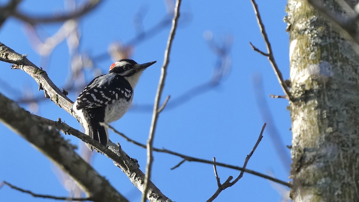 Hairy Woodpecker (Eastern) - Sunil Thirkannad