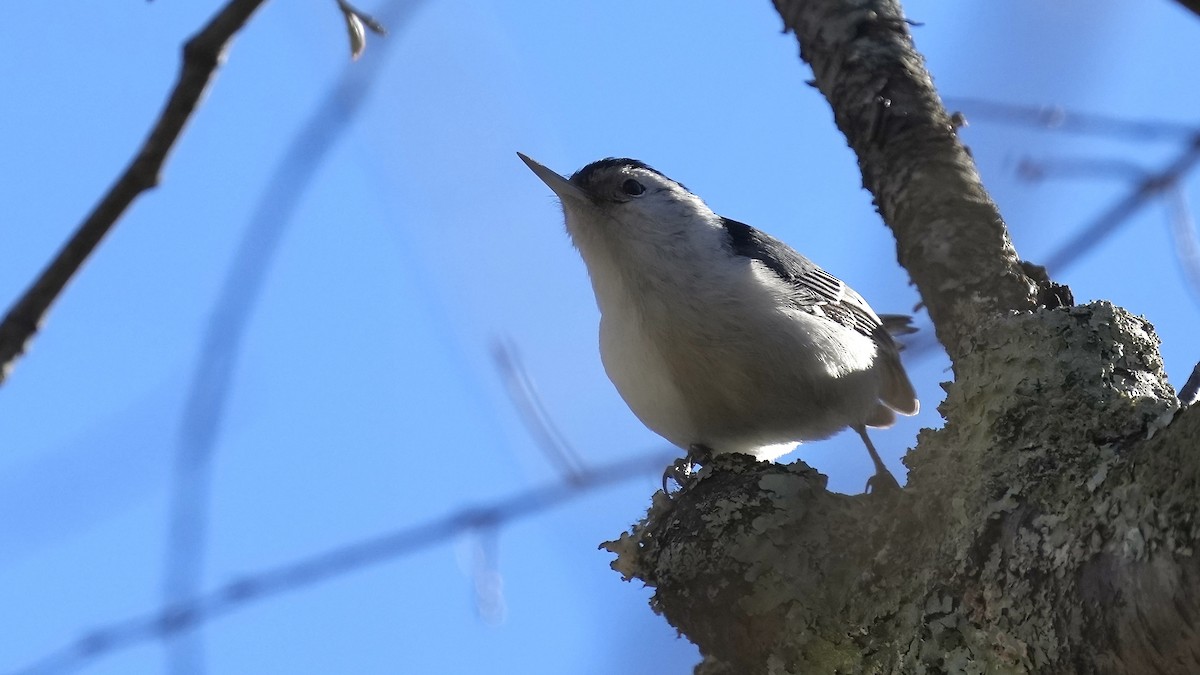 White-breasted Nuthatch - ML615886275