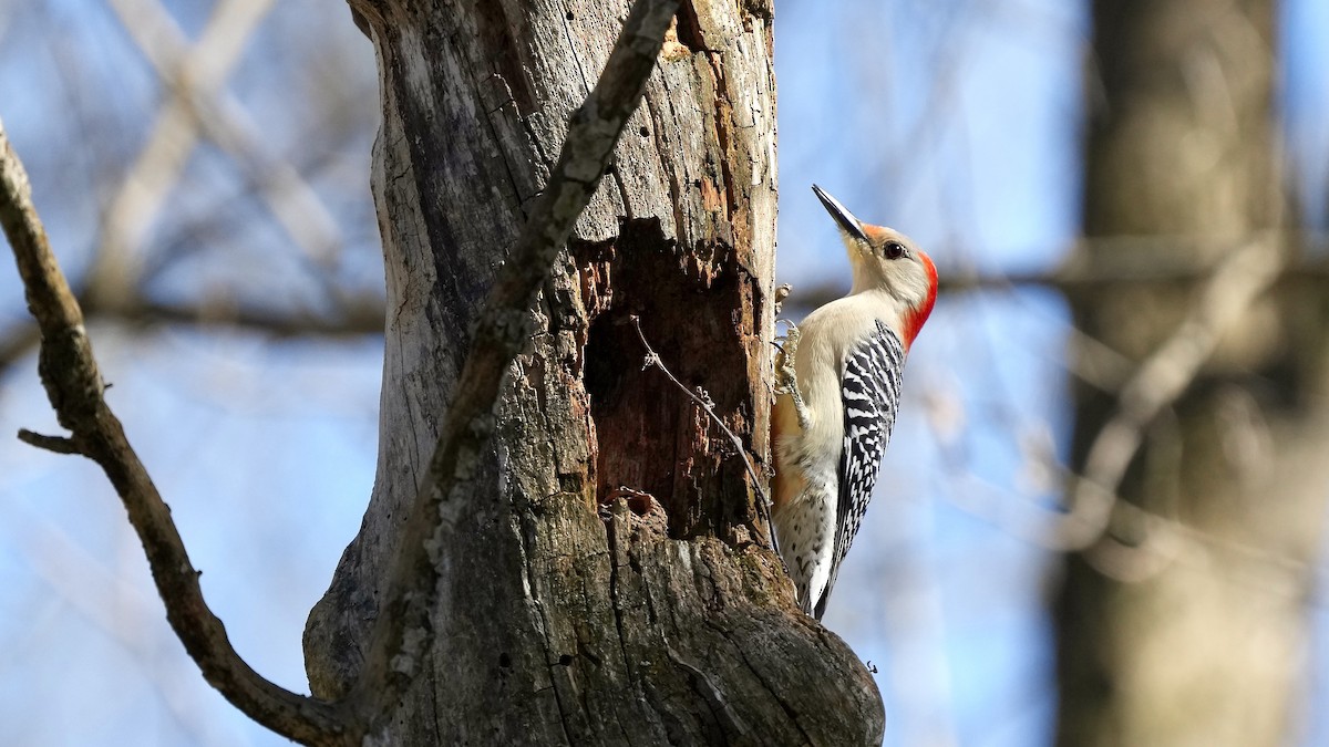 Red-bellied Woodpecker - Sunil Thirkannad