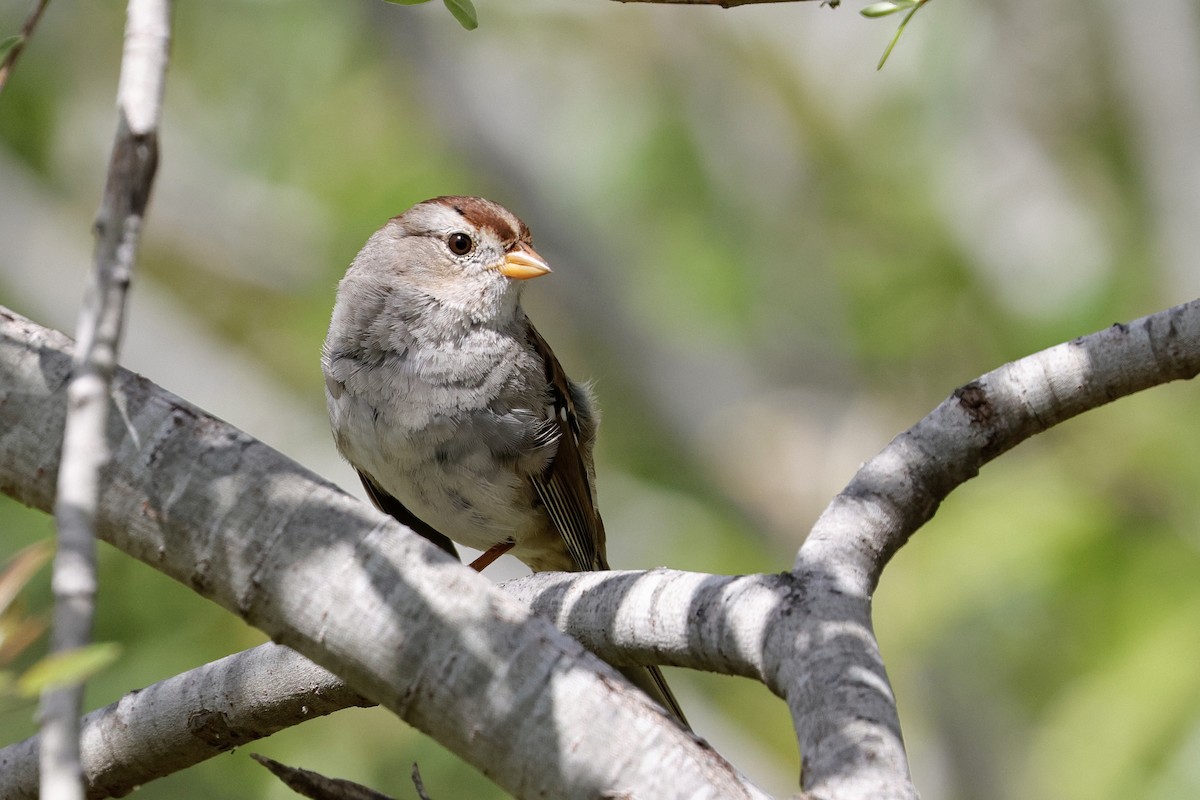 White-crowned Sparrow - ML615886370