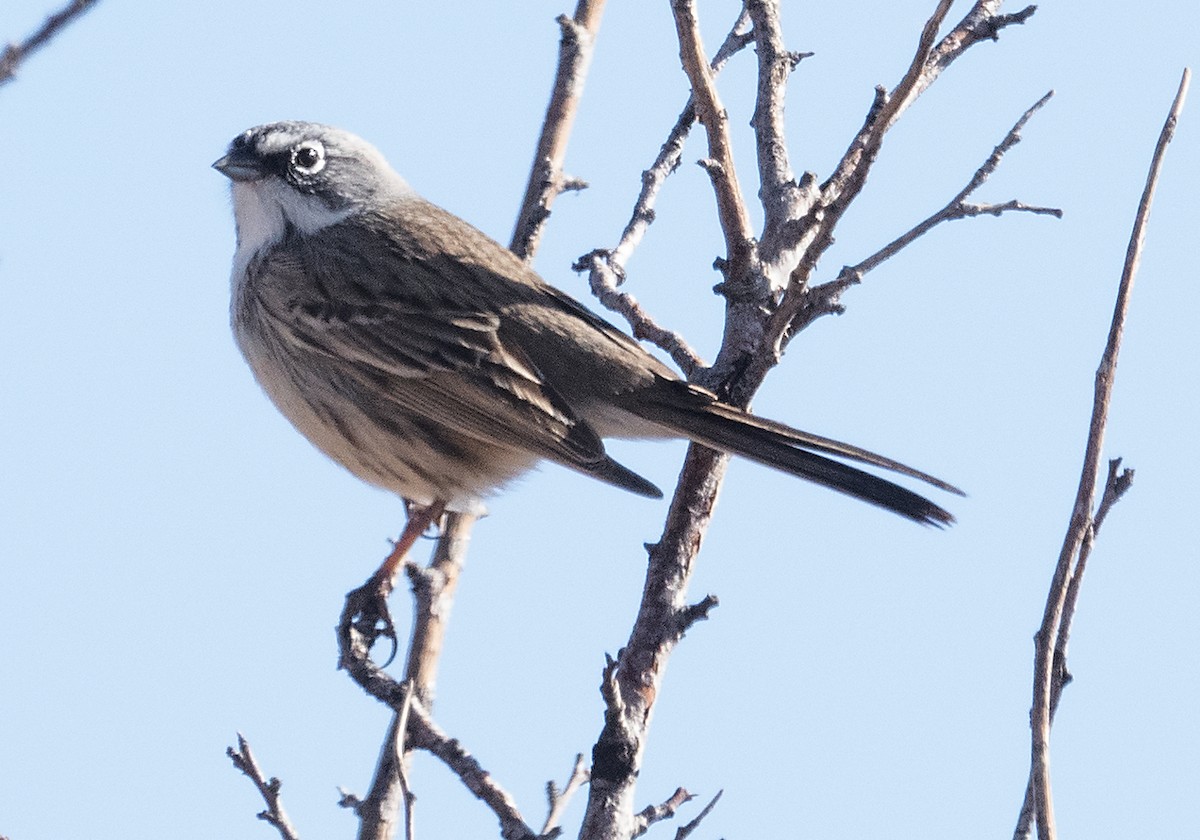 Sagebrush Sparrow - ML615886375