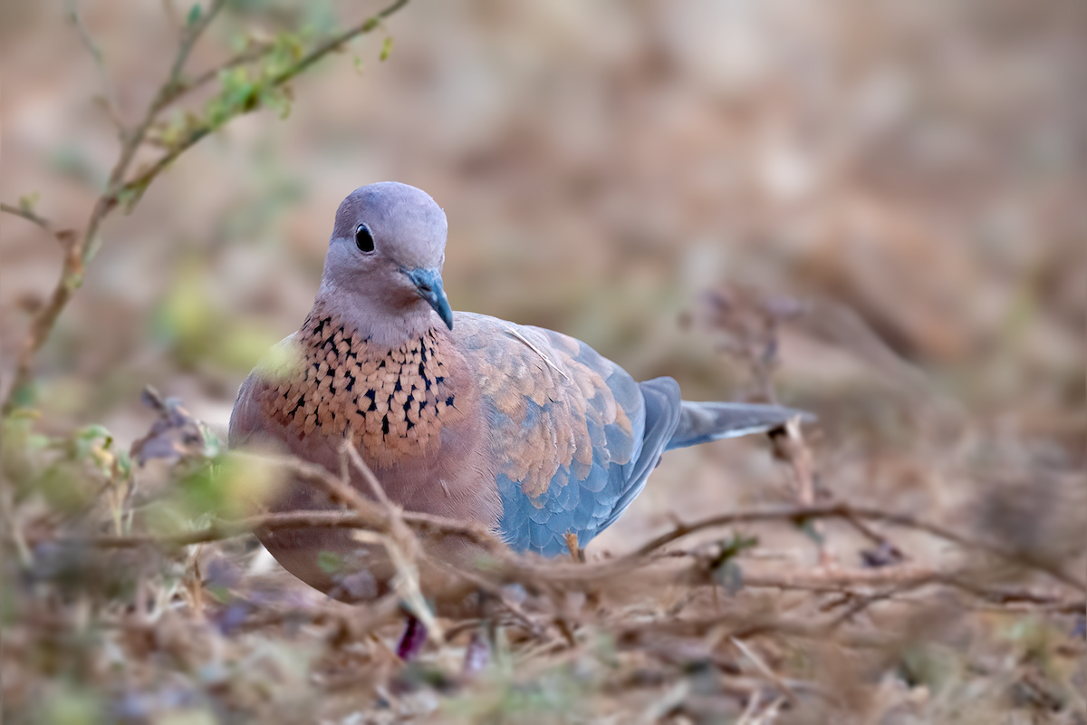 Laughing Dove - ML615886392