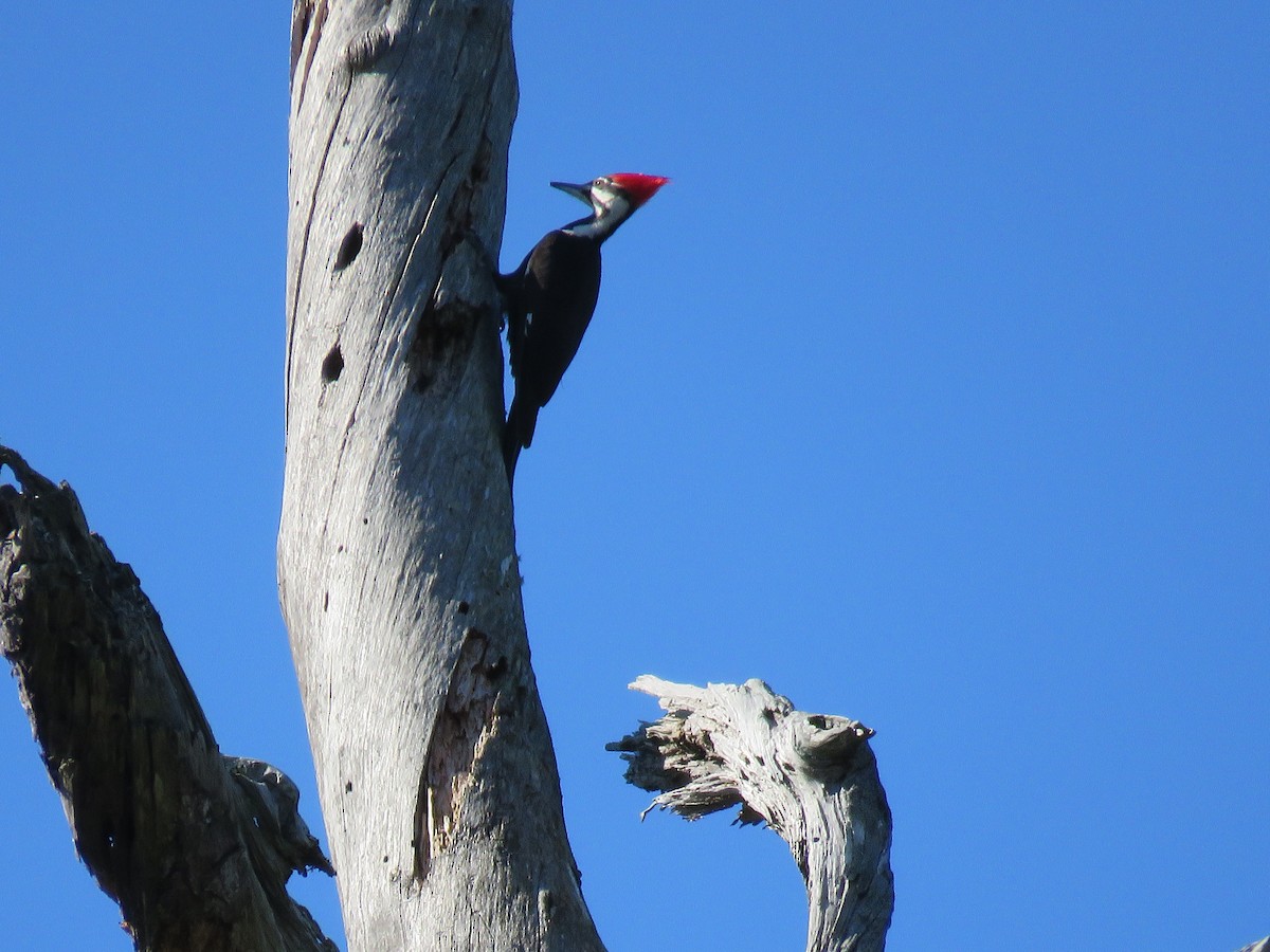 Pileated Woodpecker - ML615886510