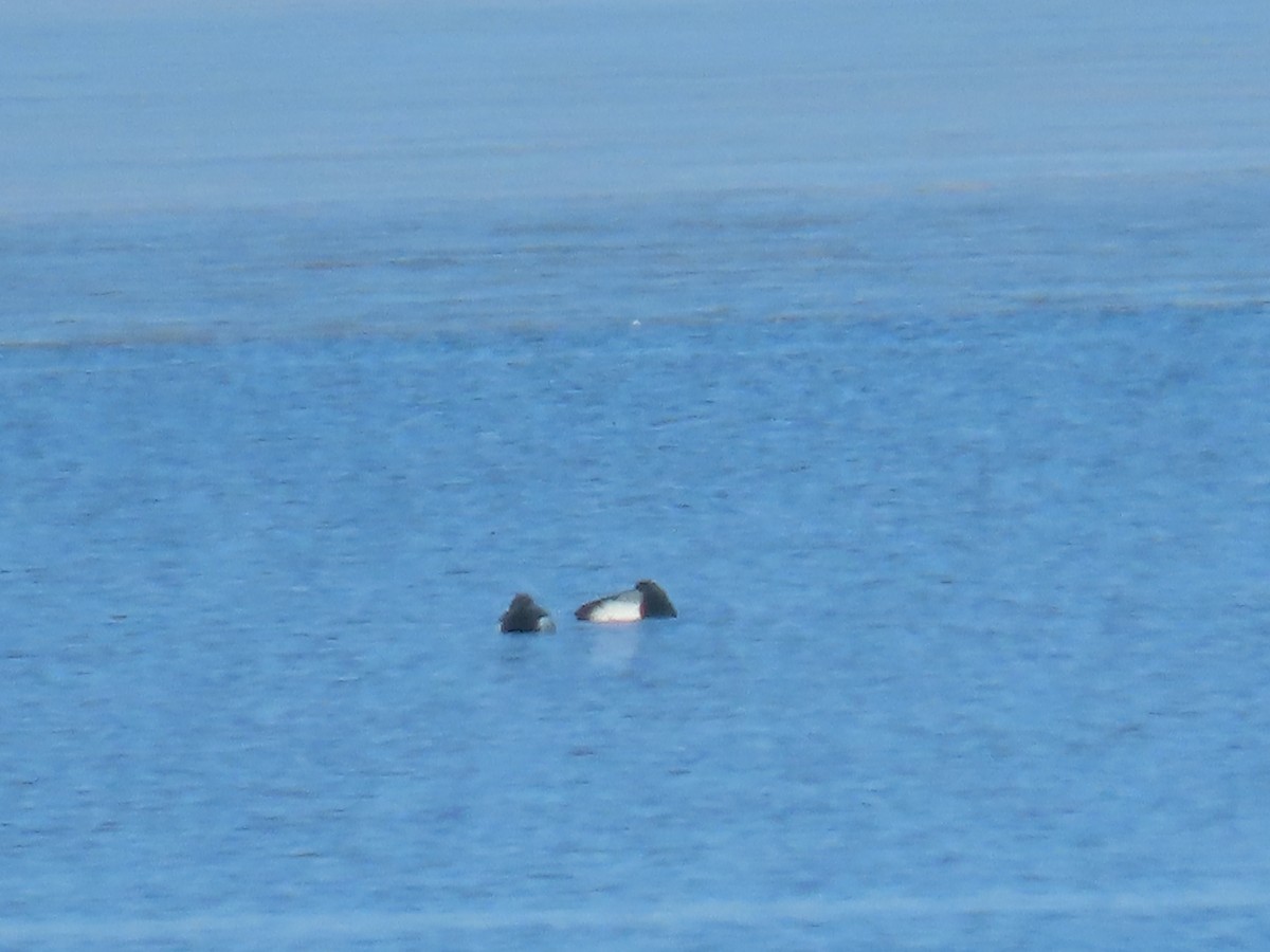 Greater Scaup - ML615886891