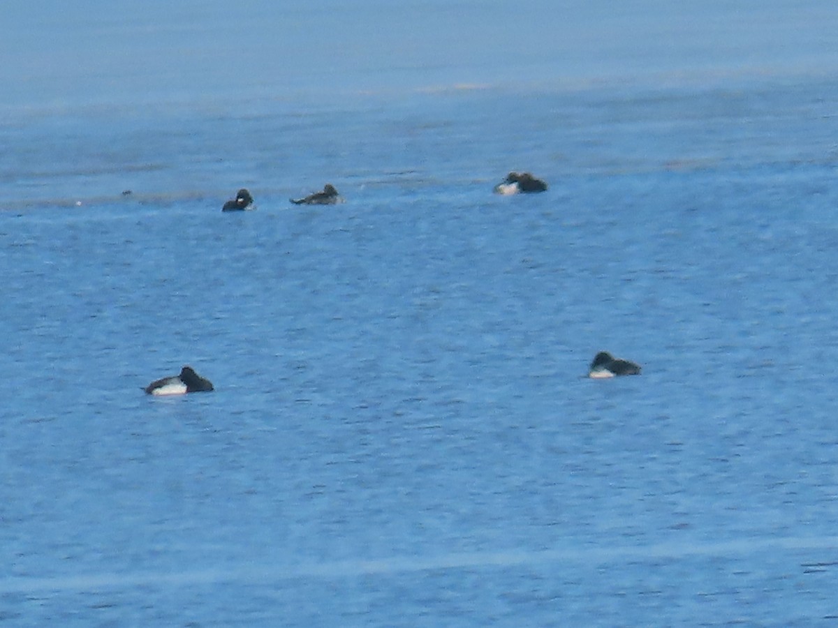 Greater Scaup - ML615886892